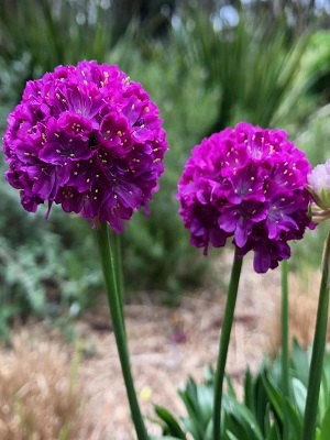 ARMERIA maritima Vivid Dreams